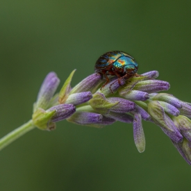 Highly Commended - Rosemary beetle on lavender