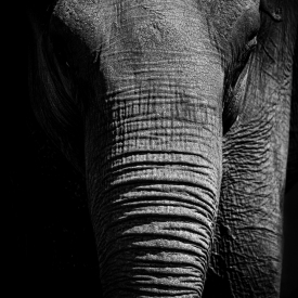 3rd - Save the Gentle Giants