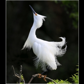 Showy Snowy Egret - Sally Oberbeck (Focus Photo Club)