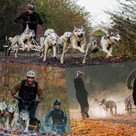 Highly Commended - Siberian husky racing