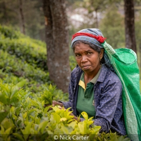 TEA PICKER