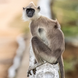 TOQUE MACAQUE