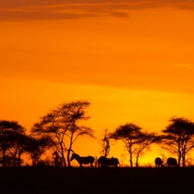 Commended - Tanzanian Sunset