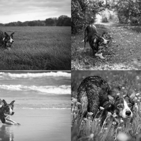3rd - The Border Collie crouch and stare