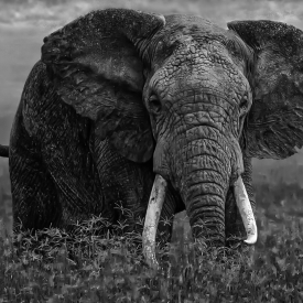 The Leading Tusker