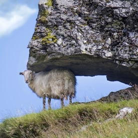 2nd - The World's Strongest Sheep