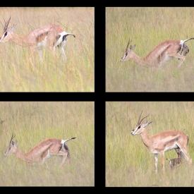 3rd - Thomson gazelle's birth in the Mara