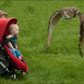 3rd - Twit Twoo