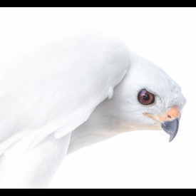 Up Close and Personal - AnneMarie Finn (Corio Bay Camera Club)