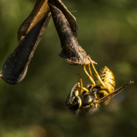 Highly Commended - Wasp