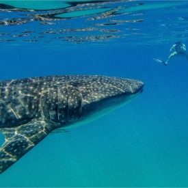 2nd - Whaleshark and Janine