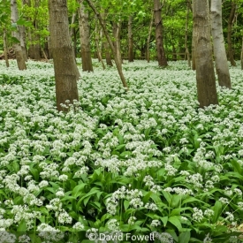 WILD GARLIC