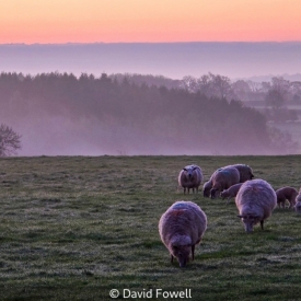 WOOLLY COAT ON A CHILLY MORNING