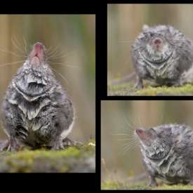 Highly Commended - Water Shrew