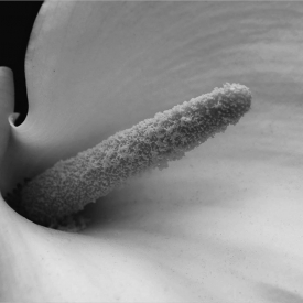 Highly Commended - White Lily