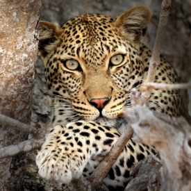 Wild Leopard Sizing Me Up