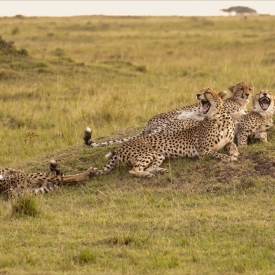 Highly Commended - Yawning Cheetahs
