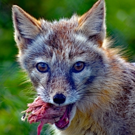 Commended - Fox